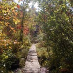 Path at Bear Brook