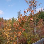 Sky and trees