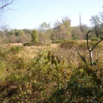 Walnut Creek Wetlands