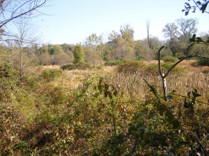 Walnut Creek Wetlands
