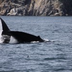 humpback-whale-tail