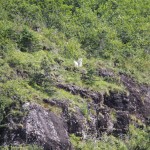 Magical mountain goats