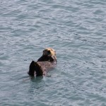 Sea otter