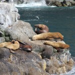 Snoozing seals