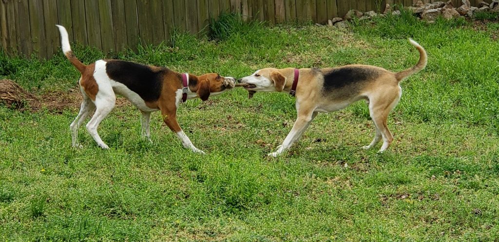 Abbott and Tobin  play tug-of-war