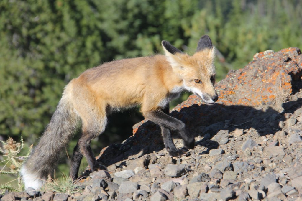 A fox at Glacier National Park